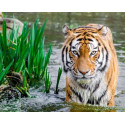 Тигр в водоеме Алмазная мозаика на подрамнике