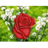 Роза в ромашках Канва с рисунком для вышивки бисером