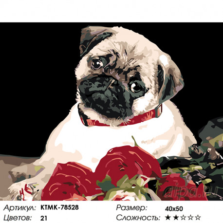 Количество цветов и сложность Мопс с розами Раскраска картина по номерам на холсте  KTMK-78528
