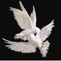  Пара голубей Канва с рисунком для вышивки бисером 8461