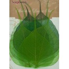 Зеленые листочки скелетированные из бананового дерева Украшение для скрапбукинга, кардмейкинга Scrapberry's