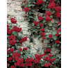 Стена увитая розами Раскраска по номерам на холсте Живопись по номерам KTMK-36379