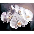 Белые орхидеи Раскраска картина по номерам акриловыми красками на холсте Iteso