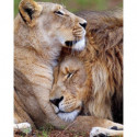 Лев и львица: на страже сна Алмазная вышивка мозаика Алмазное Хобби