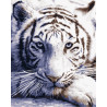  Белый тигр Раскраска картина по номерам MG3290