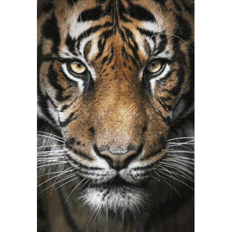Раскладка Вождь тигров AG2321
