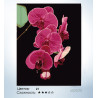Количество цветов и сложность Утонченность орхидеи Раскраска по номерам на холсте Hobbart HB4050065-LITE