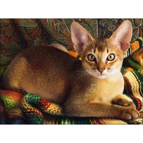  Абиссинский кот Алмазная вышивка мозаика АЖ-1778