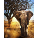  Африканский слон Алмазная вышивка мозаика АЖ-1783