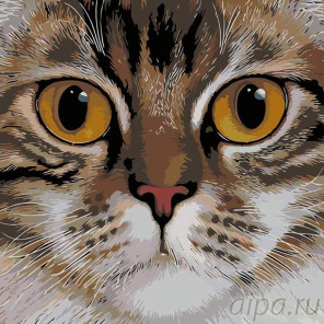 Схема Медовые глаза Раскраска картина по номерам на холсте A109