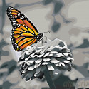 Прекрасная бабочка Раскраска по номерам на холсте Живопись по номерам