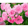  Кустовая роза Раскраска по номерам на холсте Z-GX28850
