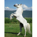 Белый конь Раскраска картина по номерам на холсте с цветной схемой