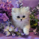 Котенок в сиреневых цветах Раскраска картина по номерам на холсте