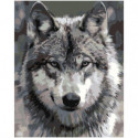 Серый волк Раскраска картина по номерам на холсте