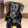 Черный пес Раскраска картина по номерам на холсте