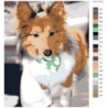 Собака Колли Раскраска картина по номерам на холсте