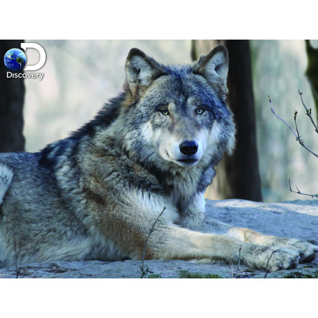 Волк Super 3D пазлы с эффектом трехмерного объемного изображения 10152