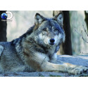 Волк Super 3D пазлы с эффектом трехмерного объемного изображения