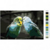 Волнистые попугайчики 80х120 Раскраска картина по номерам на холсте