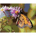 Бабочка на цветке 80х100 Раскраска картина по номерам на холсте