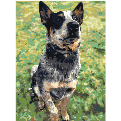 Австралийская пастушья собака 75х100 Раскраска картина по номерам на холсте