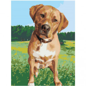 Собака на лугу Раскраска картина по номерам на холсте