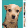 Собака на бирюзовом фоне 60х80 Раскраска картина по номерам на холсте