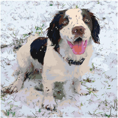 Собака породы бернский зенненхунд Раскраска картина по номерам на холсте