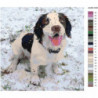 Собака породы бернский зенненхунд 80х80 Раскраска картина по номерам на холсте