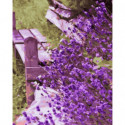 Фиолетовые цветы Раскраска картина по номерам на холсте