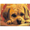 Грустный щенок Раскраска картина по номерам на холсте