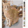 Рыжая кошка 75х100 Раскраска картина по номерам на холсте