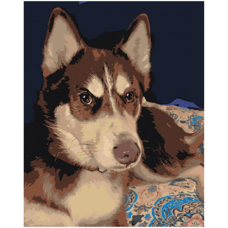 Серьезный пес хаски 100х125 Раскраска картина по номерам на холсте