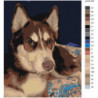 Серьезный пес хаски 100х125 Раскраска картина по номерам на холсте