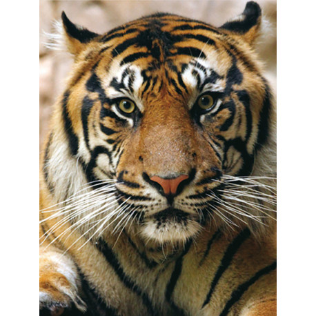  Портрет тигра Алмазная частичная вышивка (мозаика) Molly KM0726
