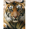 Портрет тигра Алмазная частичная вышивка (мозаика) Molly