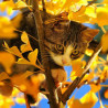  Кот на дереве Алмазная мозаика вышивка на подрамнике Molly KM0675