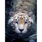 Тигр в воде Алмазная вышивка (мозаика) Гранни