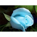 Голубая роза Алмазная вышивка (мозаика) Гранни