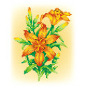Огненная лилия Канва с рисунком для вышивки МП Студия