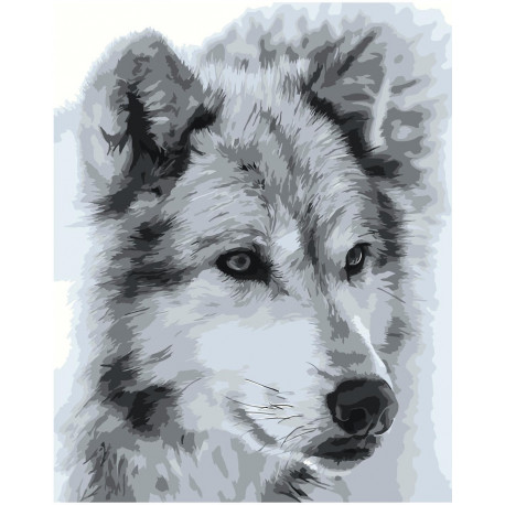 Волк черно-белый Раскраска картина по номерам на холсте