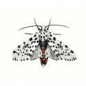 Бабочка леопард Раскраска картина по номерам на холсте