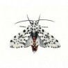 Бабочка леопард 80х100 Раскраска картина по номерам на холсте