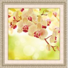 Нежная орхидея Алмазная частичная вышивка (мозаика) Color Kit