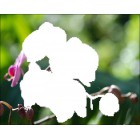 Область выкладки Ветка орхидеи Алмазная частичная вышивка (мозаика) на подрамнике Color Kit