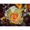  Чайная роза Алмазная частичная вышивка (мозаика) Molly KM0930