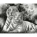  Два тигра Раскраска картина по номерам на цветном холсте Molly KK0722