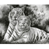  Два тигра Раскраска картина по номерам на цветном холсте Molly KK0722