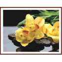 Жёлтые орхидеи Раскраска по номерам на холсте Color Kit